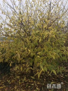 高度250厘米蜡梅