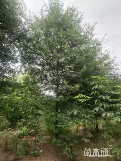 12公分柳叶栎