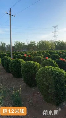 冠幅120厘米大叶黄杨球