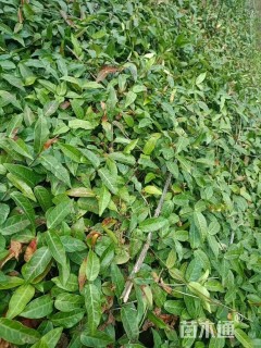 主蔓长70厘米青叶络石