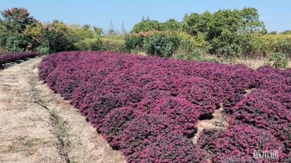 冠幅100厘米红花继木球
