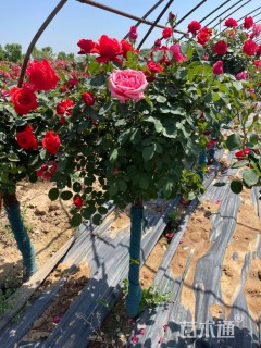 高度150厘米高杆月季