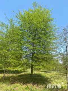 30公分柳栎