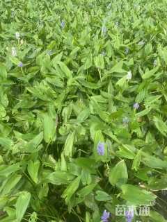 高度40厘米梭鱼草