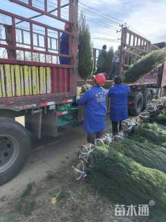 高度140厘米河南桧