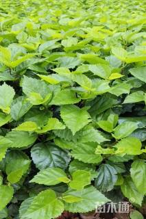 高度30厘米大红花