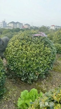 冠幅150厘米海桐球