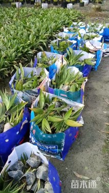 裸干高25厘米圆叶蒲葵