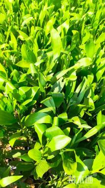 0.2公分马占相思