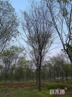 12公分丛生朴树