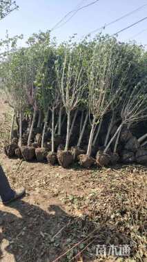 高度250厘米木槿