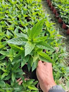 高度20厘米五星花