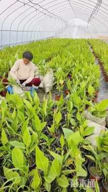 高度35厘米花叶美人蕉