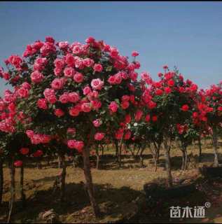 5.5公分树状月季