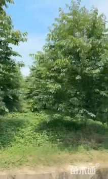 11公分福建山樱花