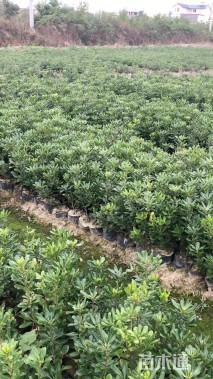 高度30厘米海桐