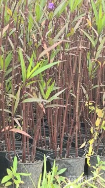 高度60厘米翠芦莉