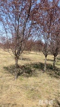 10公分亚当海棠