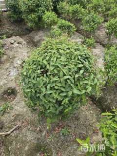 高度80厘米金丝桃球