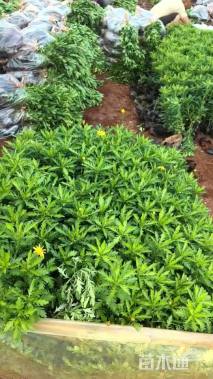 高度25厘米木春菊