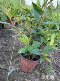 高度35厘米紫牡丹