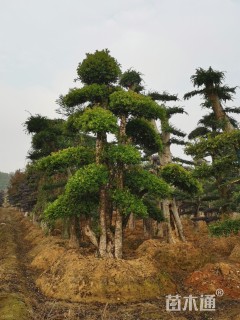 造型椤木石楠