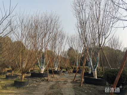 20公分樱花