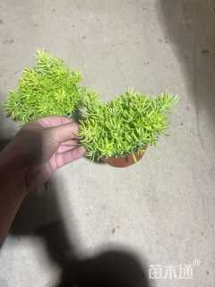 高度10厘米佛甲草