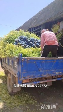 高度60厘米金叶水蜡