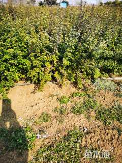 高度60厘米卫矛