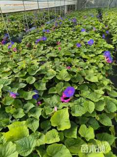 高度20厘米牵牛花