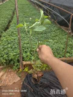 高度30厘米兰花鼠尾草