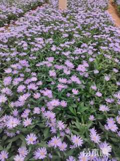 高度20厘米紫菀