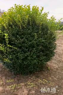 冠幅150厘米金冠女贞球