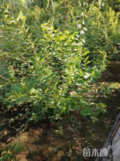 高度150厘米郁李