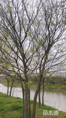 10公分(3杆)丛生朴树