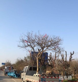 高度400厘米石榴