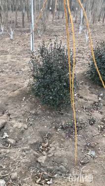 冠幅80厘米卫矛球