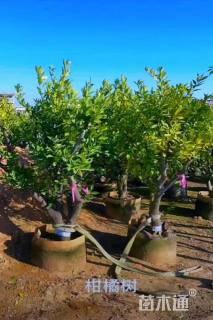 高度250厘米柑橘