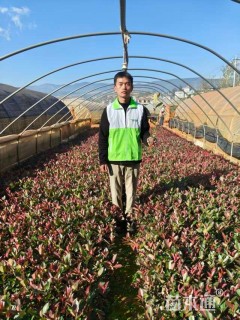 0.8公分红叶石楠