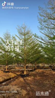 15公分小叶榄仁