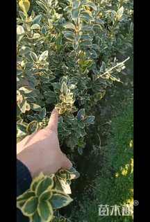 冠幅50厘米金边黄杨球