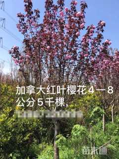 8公分加拿大红樱