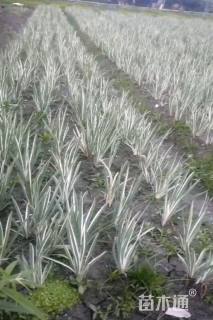 高度50厘米花叶玉蝉花