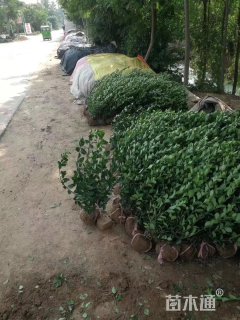 冠幅150厘米胶东卫矛球