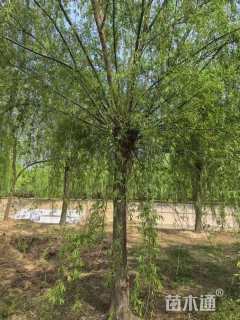 18公分西湖垂柳