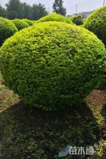 冠幅120厘米亮晶女贞球