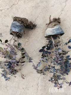 高度30厘米红花继木