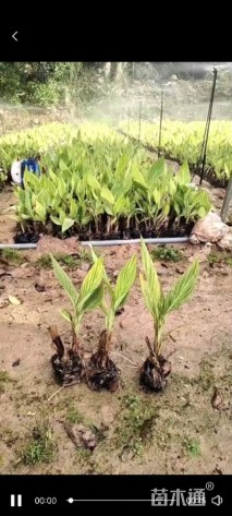 高度30厘米花叶美人蕉