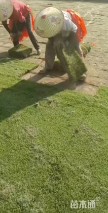 草卷状马尼拉草